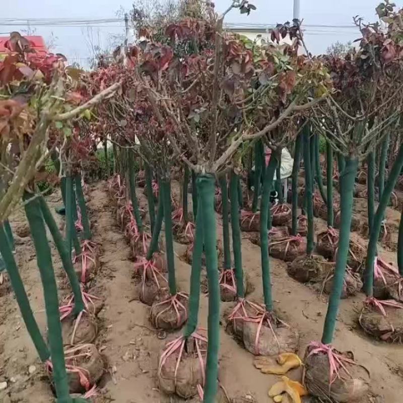独杆月季米荆3厘米~6厘米