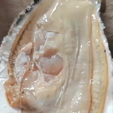 生蚝