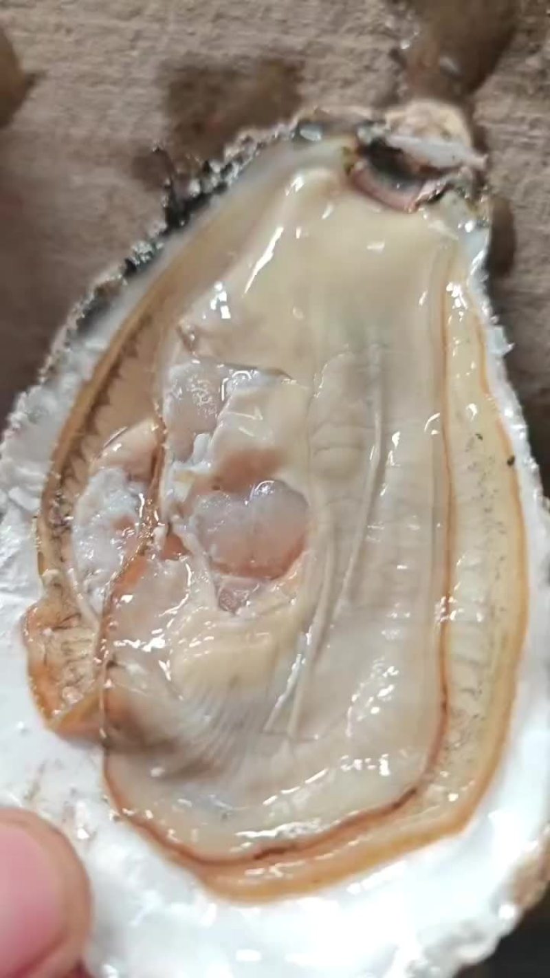 生蚝