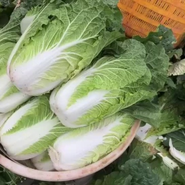 云南大白菜