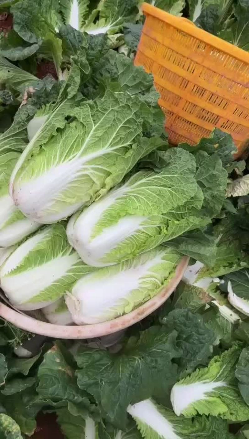 云南大白菜
