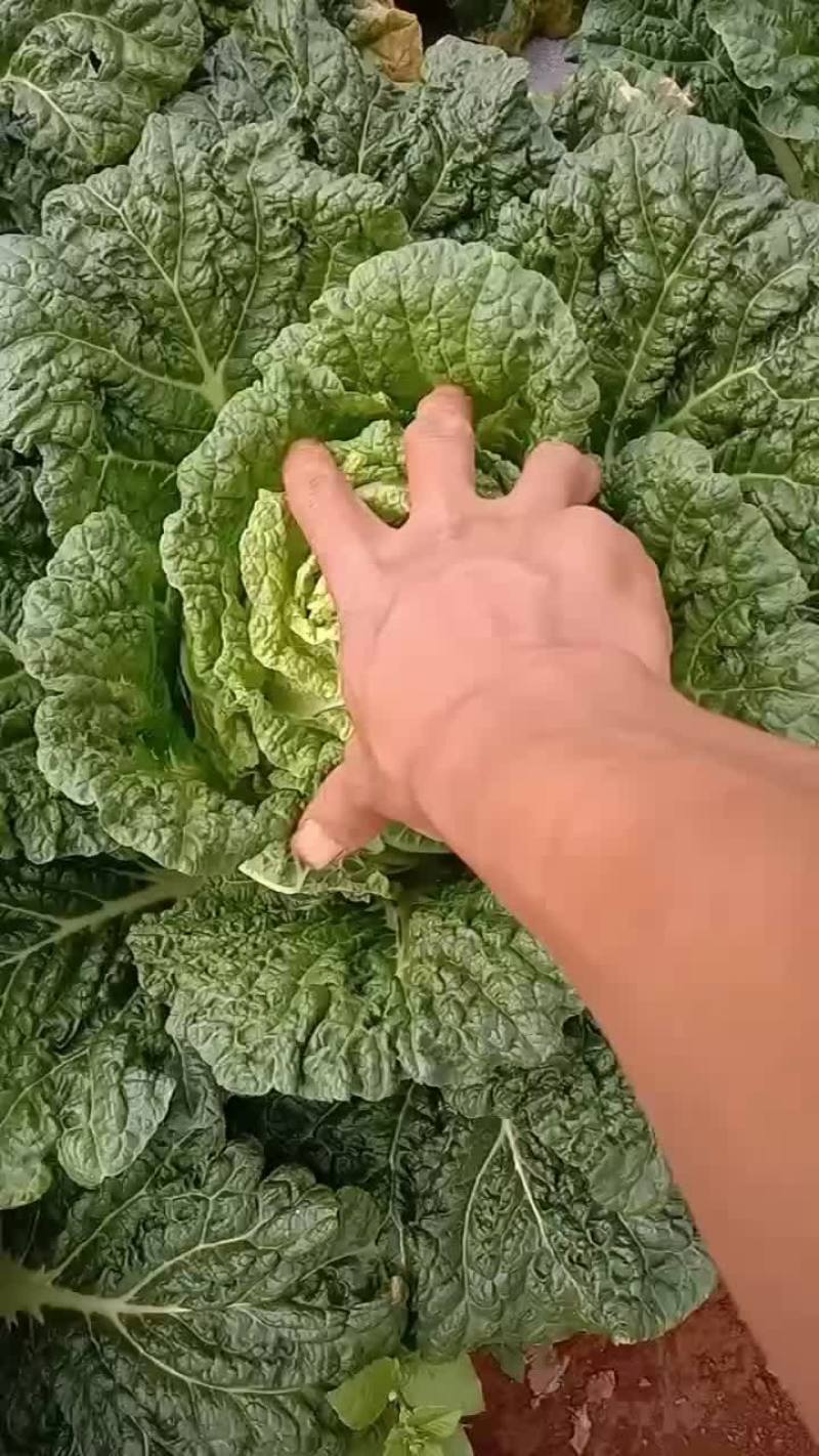 云南大白菜