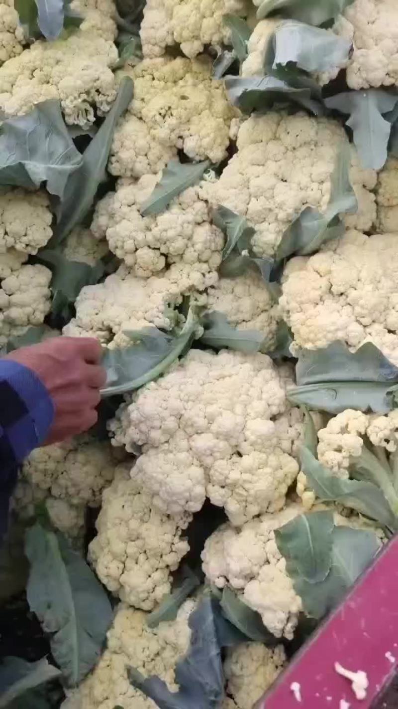 有机菜花