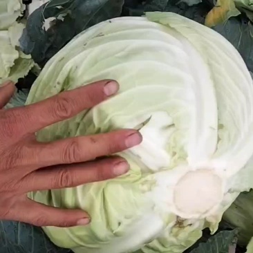 圆包菜