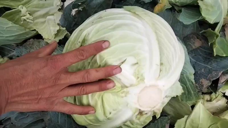 圆包菜