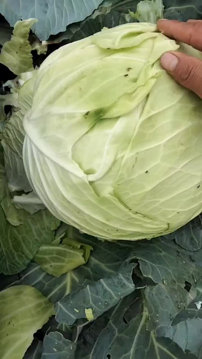 圆包菜