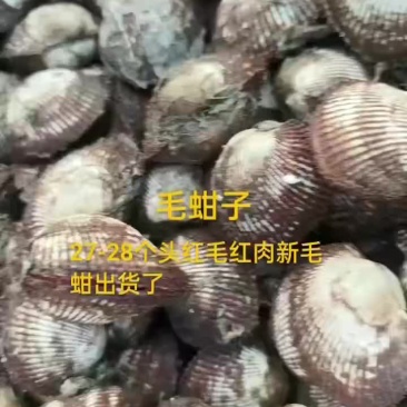 毛蚶子，赤贝