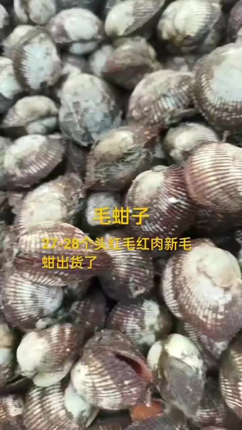 毛蚶子，赤贝