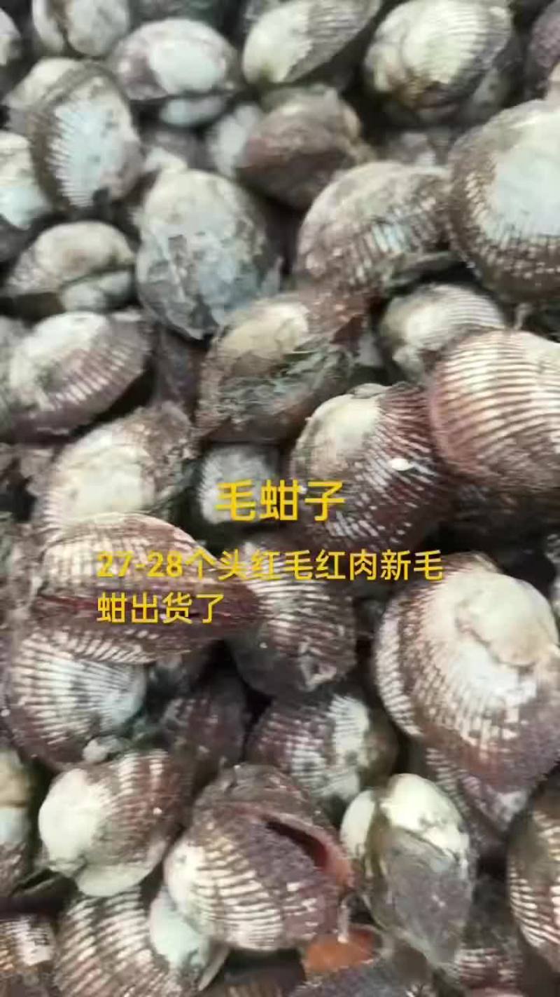 毛蚶子，赤贝