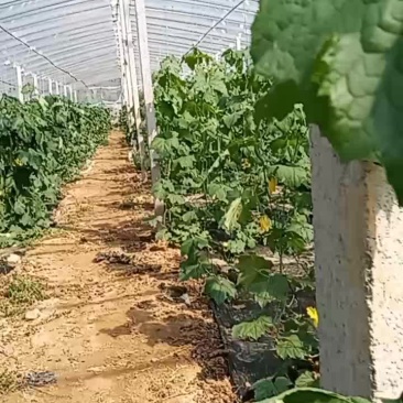 新秧丝瓜，有需要的老板可以联系，最好是我们济阳本地的老板