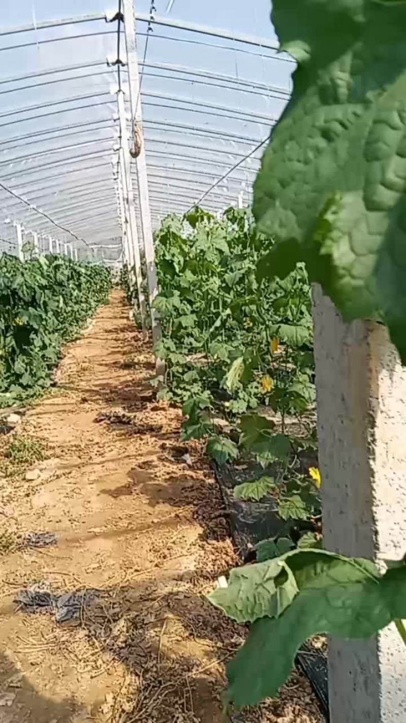 新秧丝瓜，有需要的老板可以联系，最好是我们济阳本地的老板