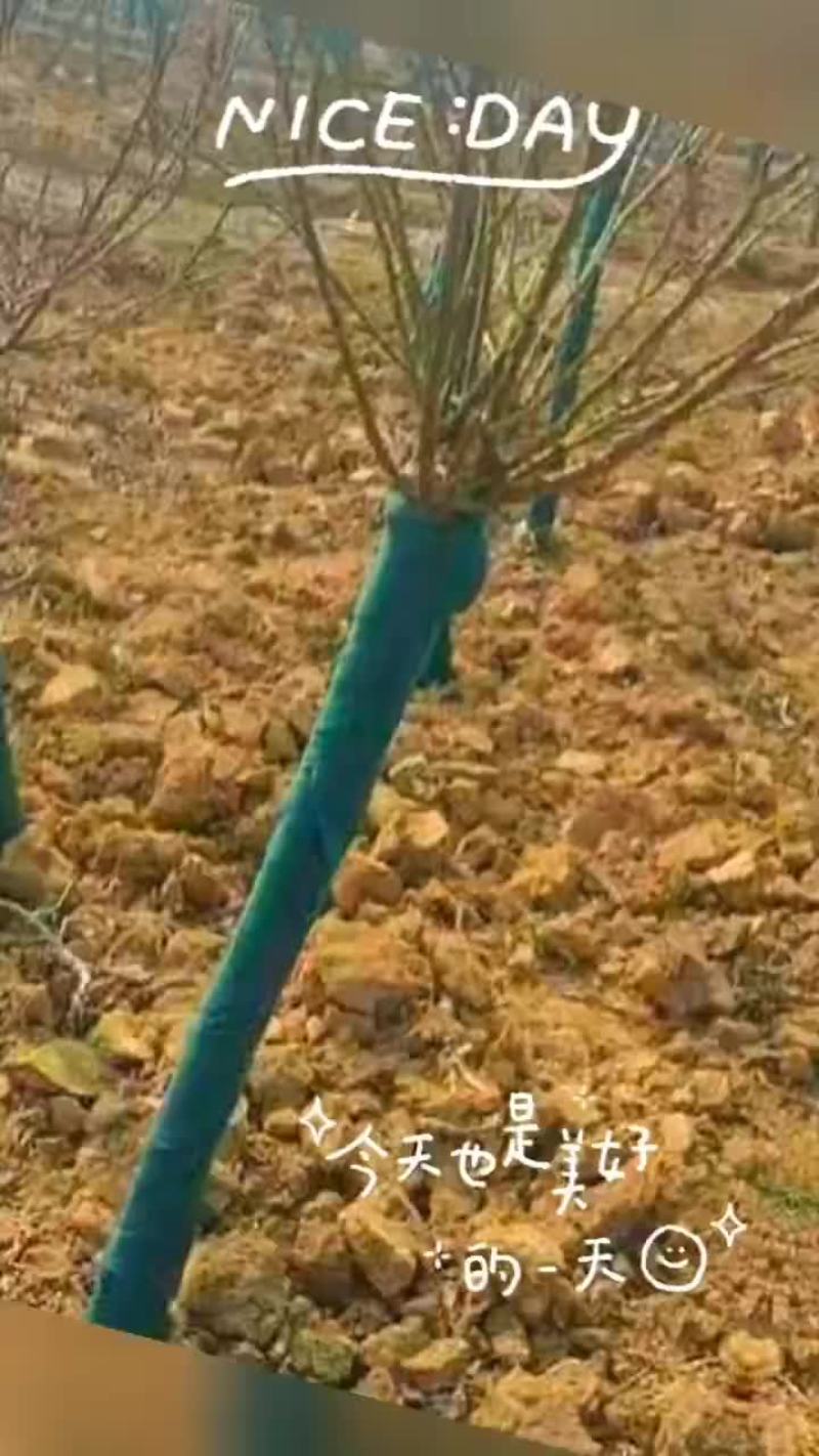 独杆月季米荆3厘米~6厘米独杆月季