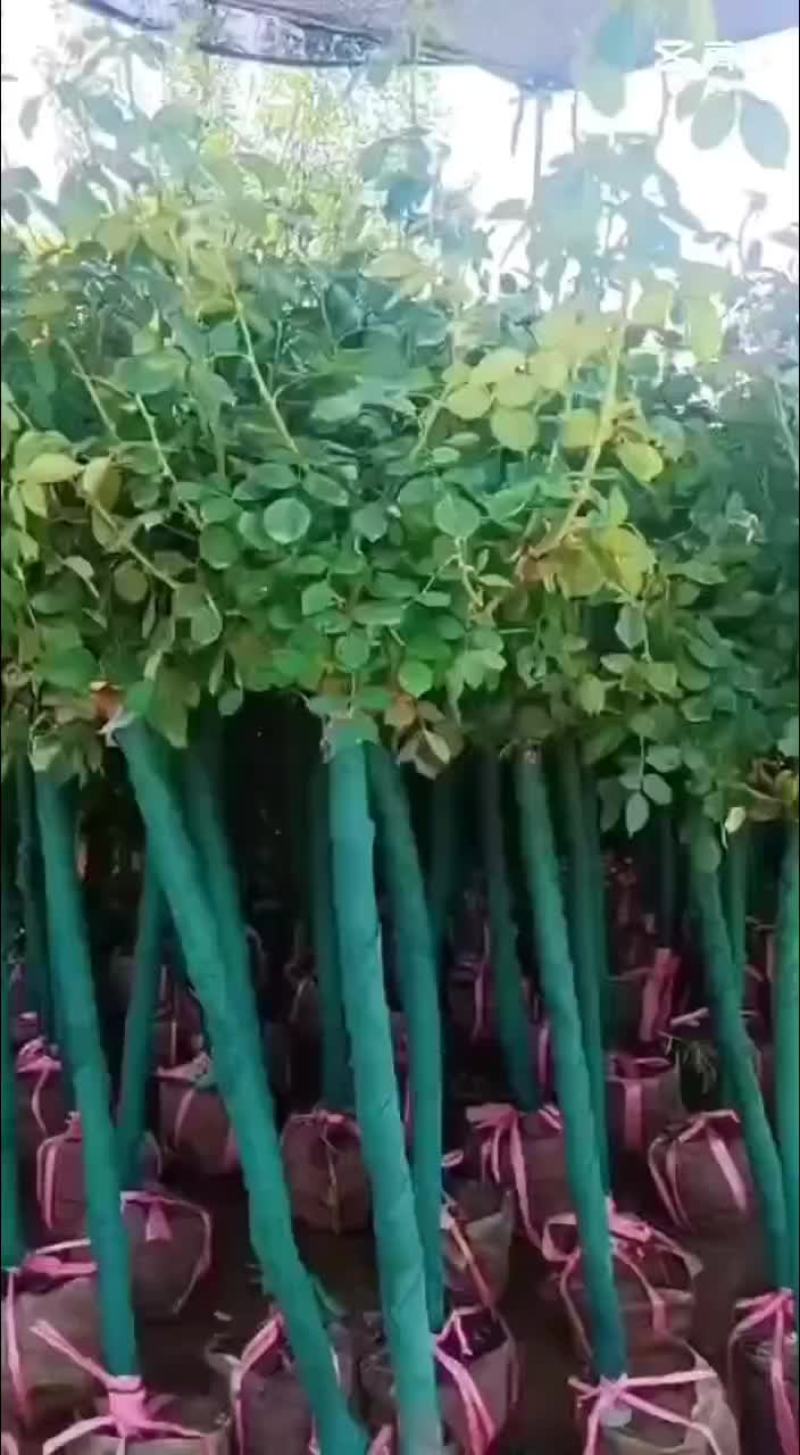 独杆月季米荆3厘米~6厘米独杆月季
