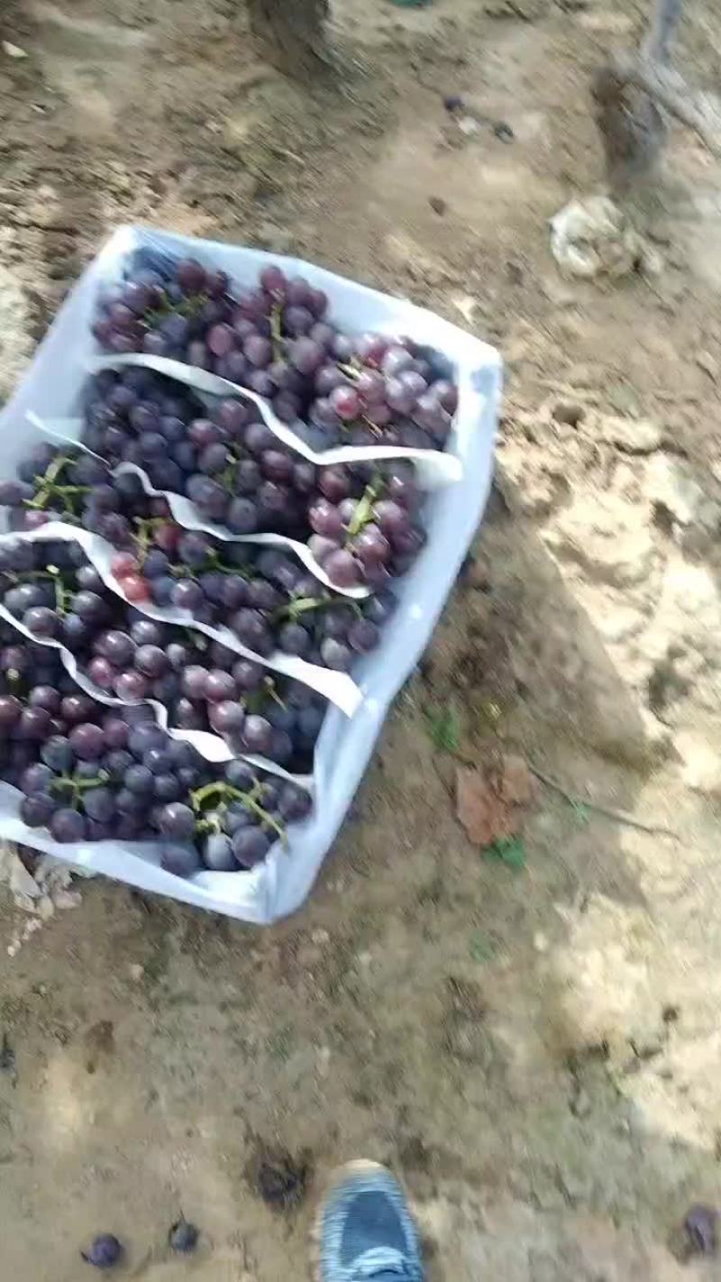 巨峰