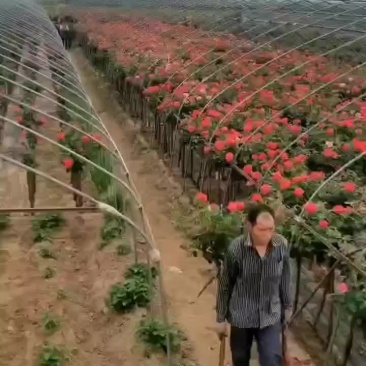独杆月季米荆3厘米~6厘米