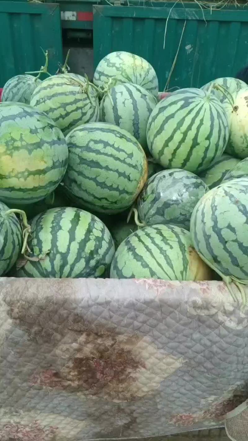 美都西瓜