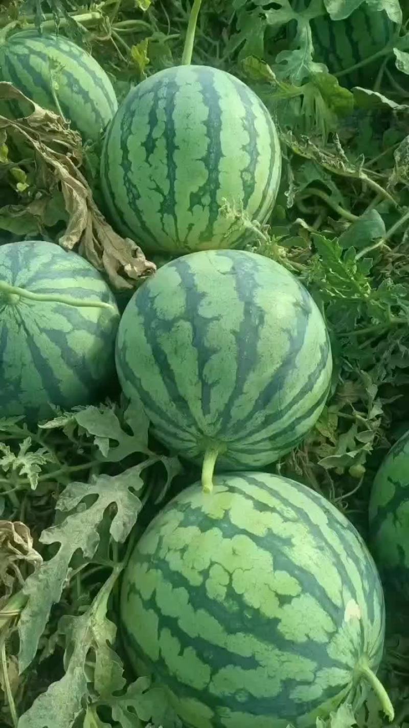 美都西瓜