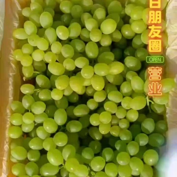 精品葡萄青皮葡萄货源充足量大从优欢迎咨询