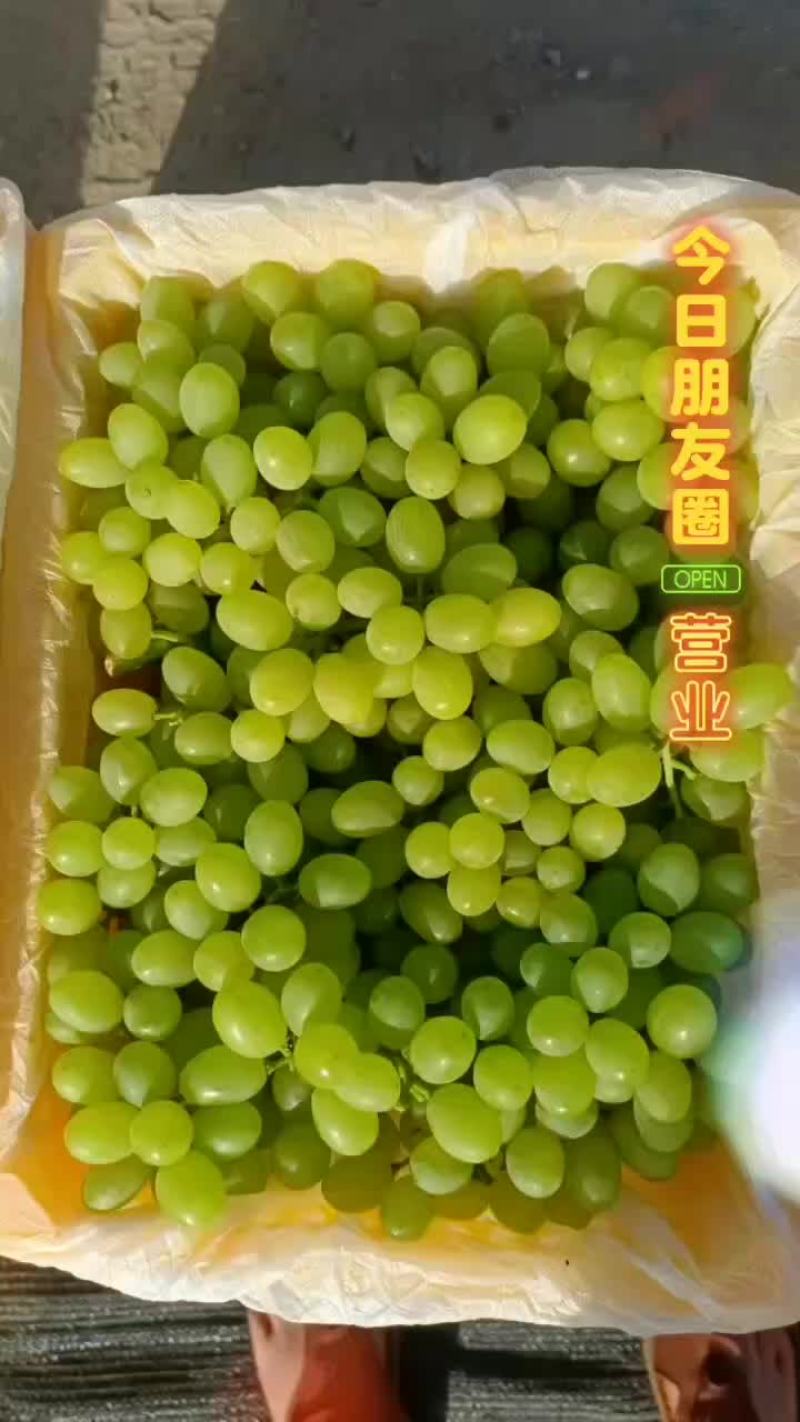 精品葡萄青皮葡萄货源充足量大从优欢迎咨询