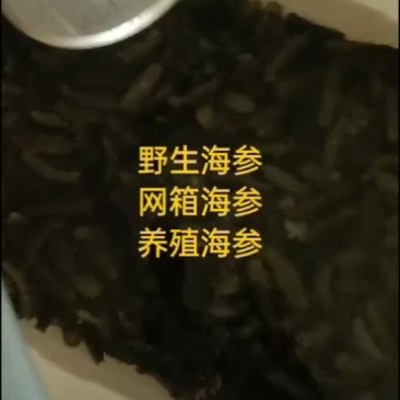海参