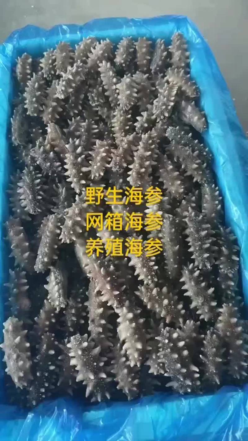 海参