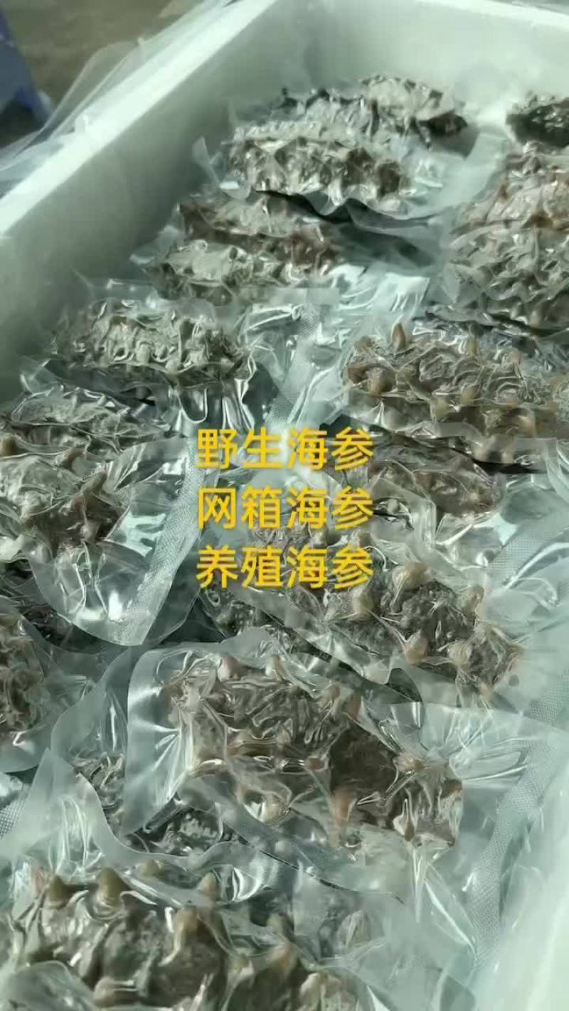 海参