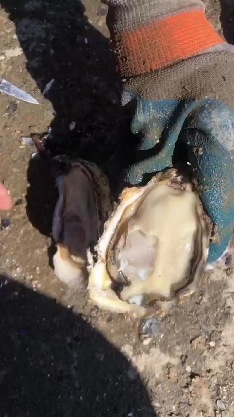 生蚝