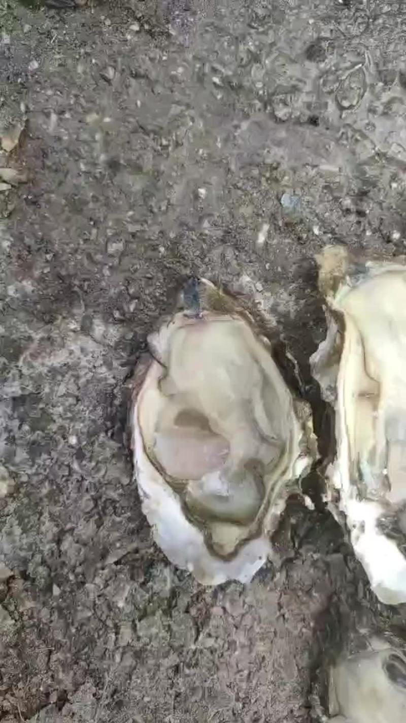 生蚝