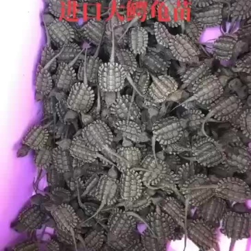 大鳄龟苗，进口大鳄龟，50克到几斤的都有