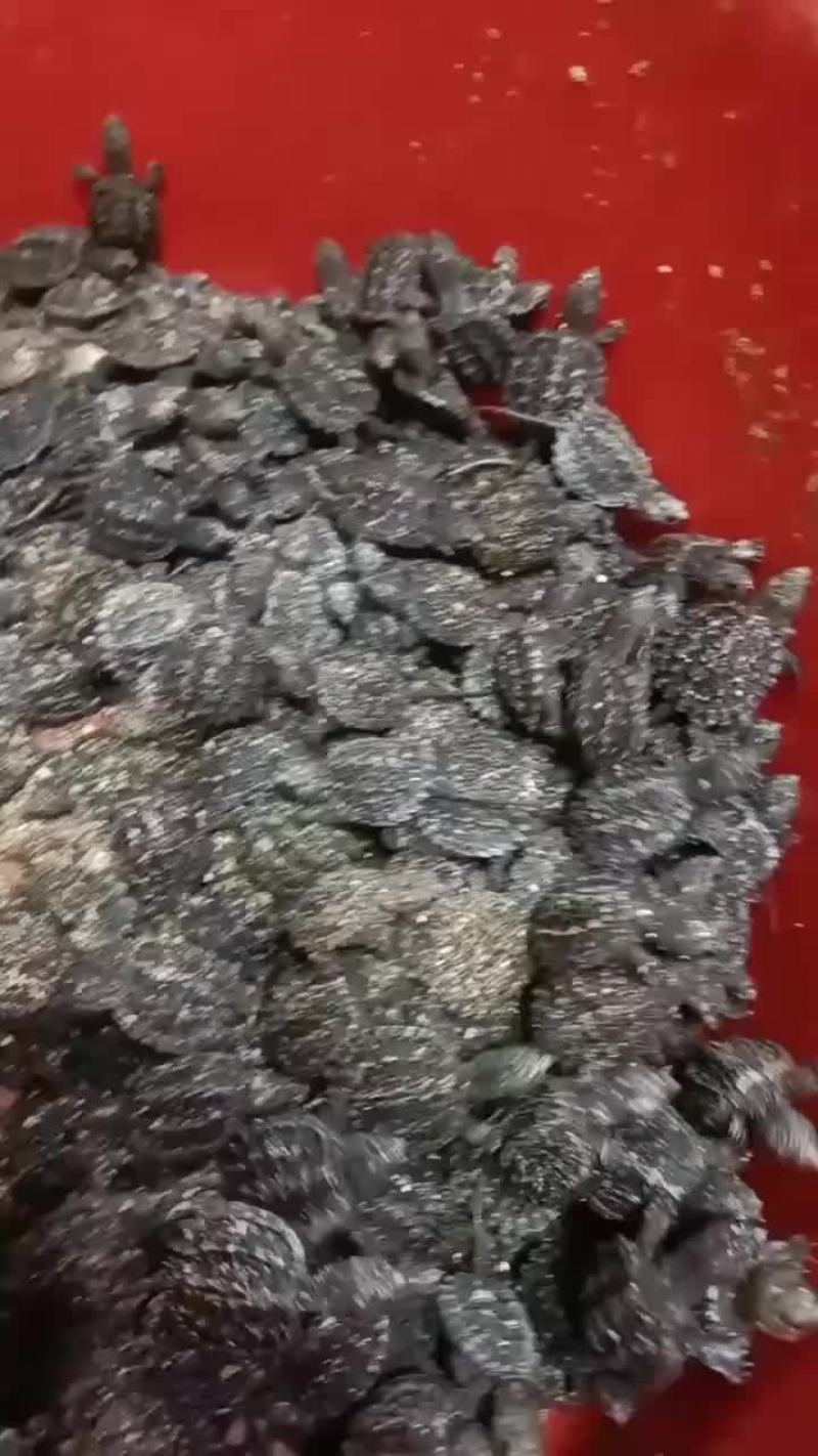 大鳄龟苗，进口大鳄龟，50克到几斤的都有