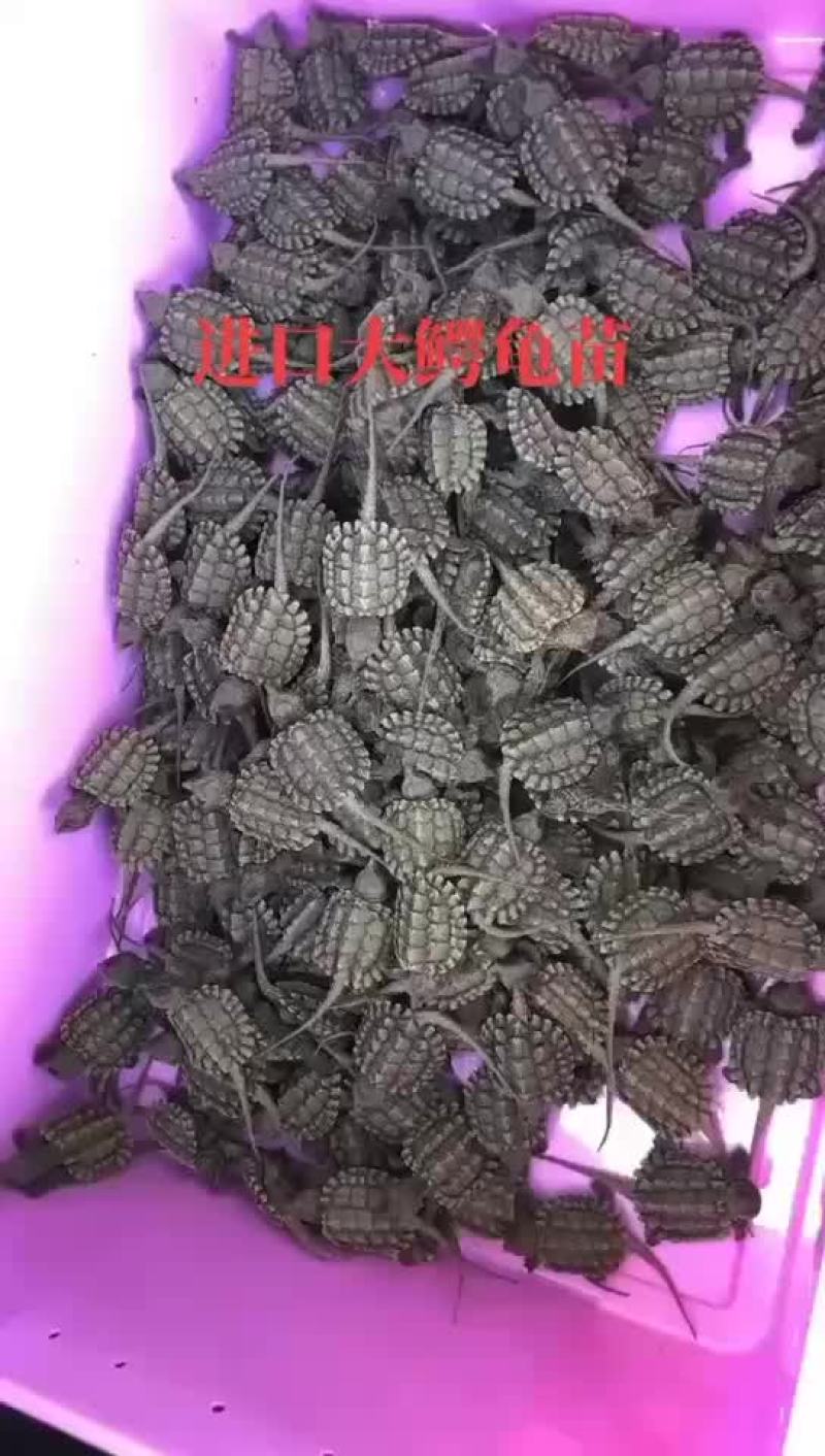 大鳄龟苗，进口大鳄龟，50克到几斤的都有