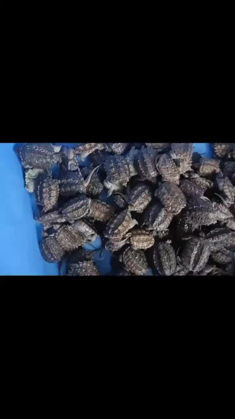 大鳄龟苗，进口大鳄龟，50克到几斤的都有