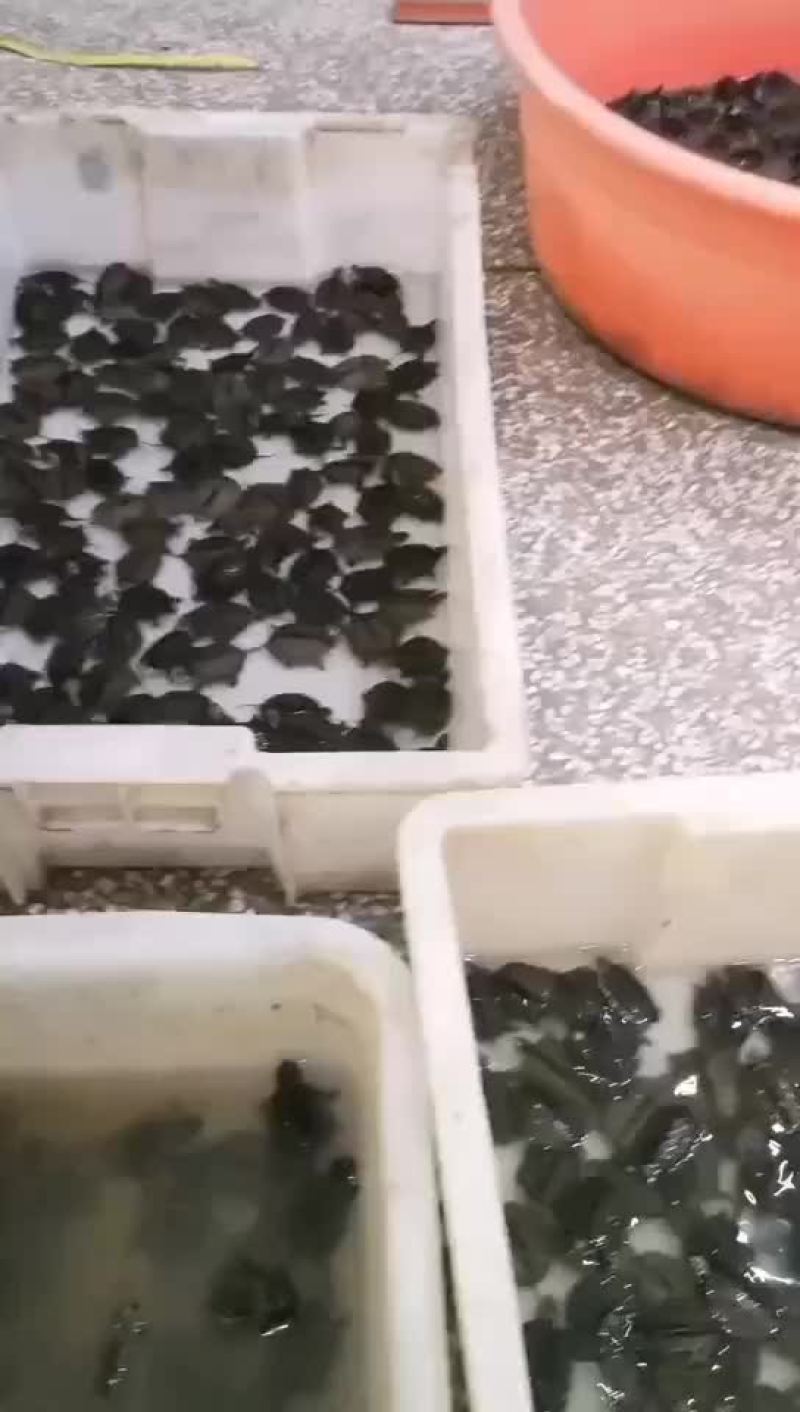 大鳄龟苗，进口大鳄龟，50克到几斤的都有