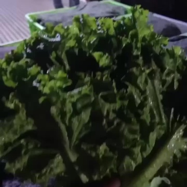 精品叶生菜
