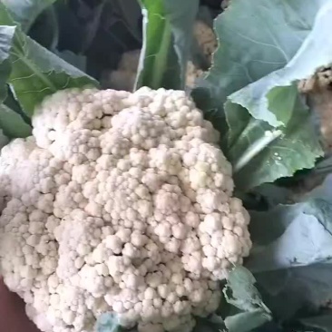 山东金乡产地直发的青梗白面有机小米花大量上市！欢迎采购！
