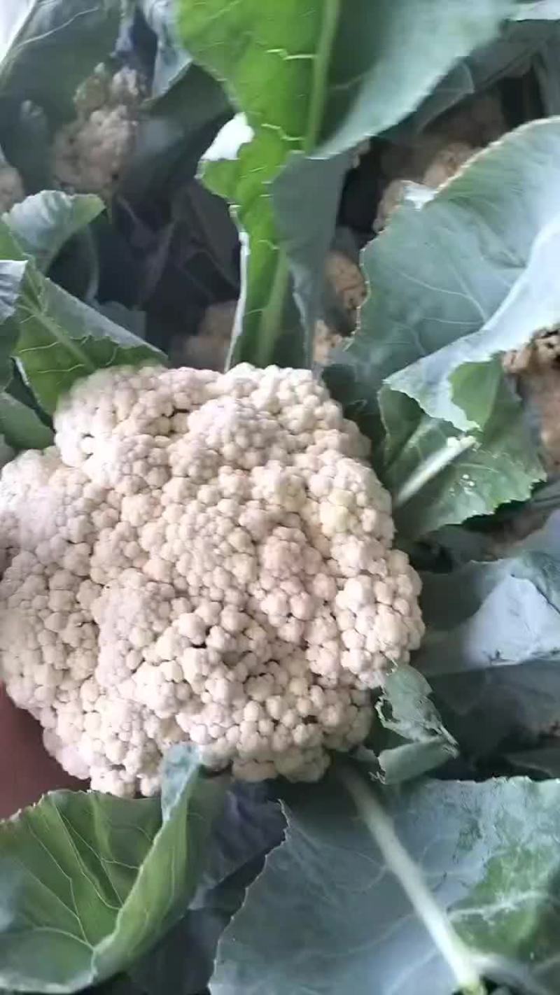 山东金乡产地直发的青梗白面有机小米花大量上市！欢迎采购！