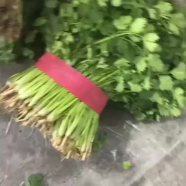 香菜