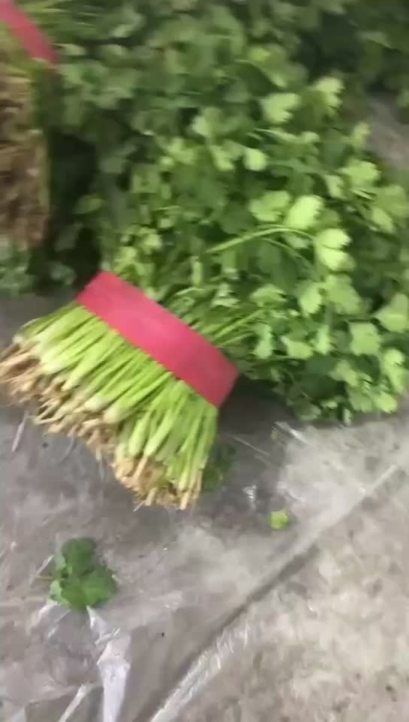香菜