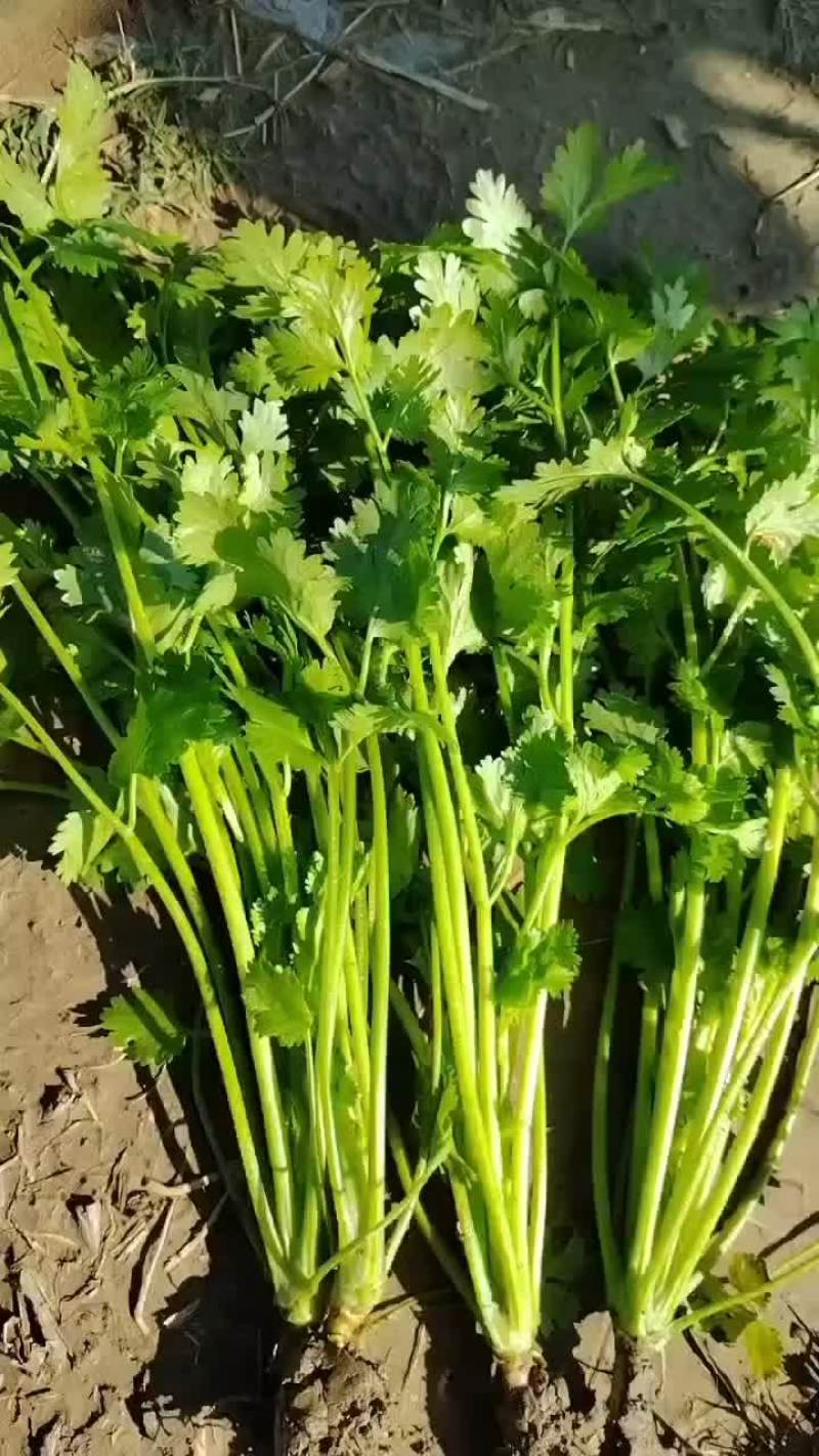 香菜