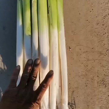 河北大葱