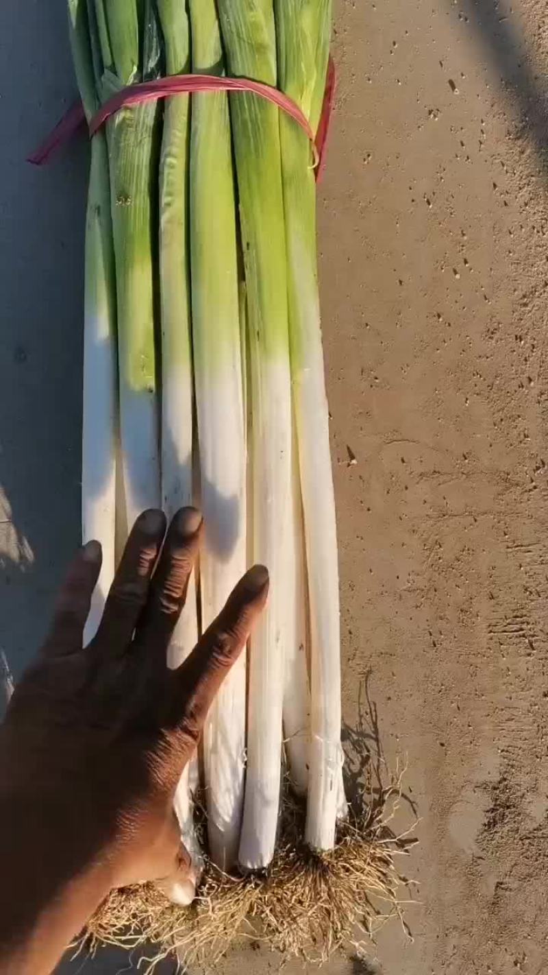 河北大葱