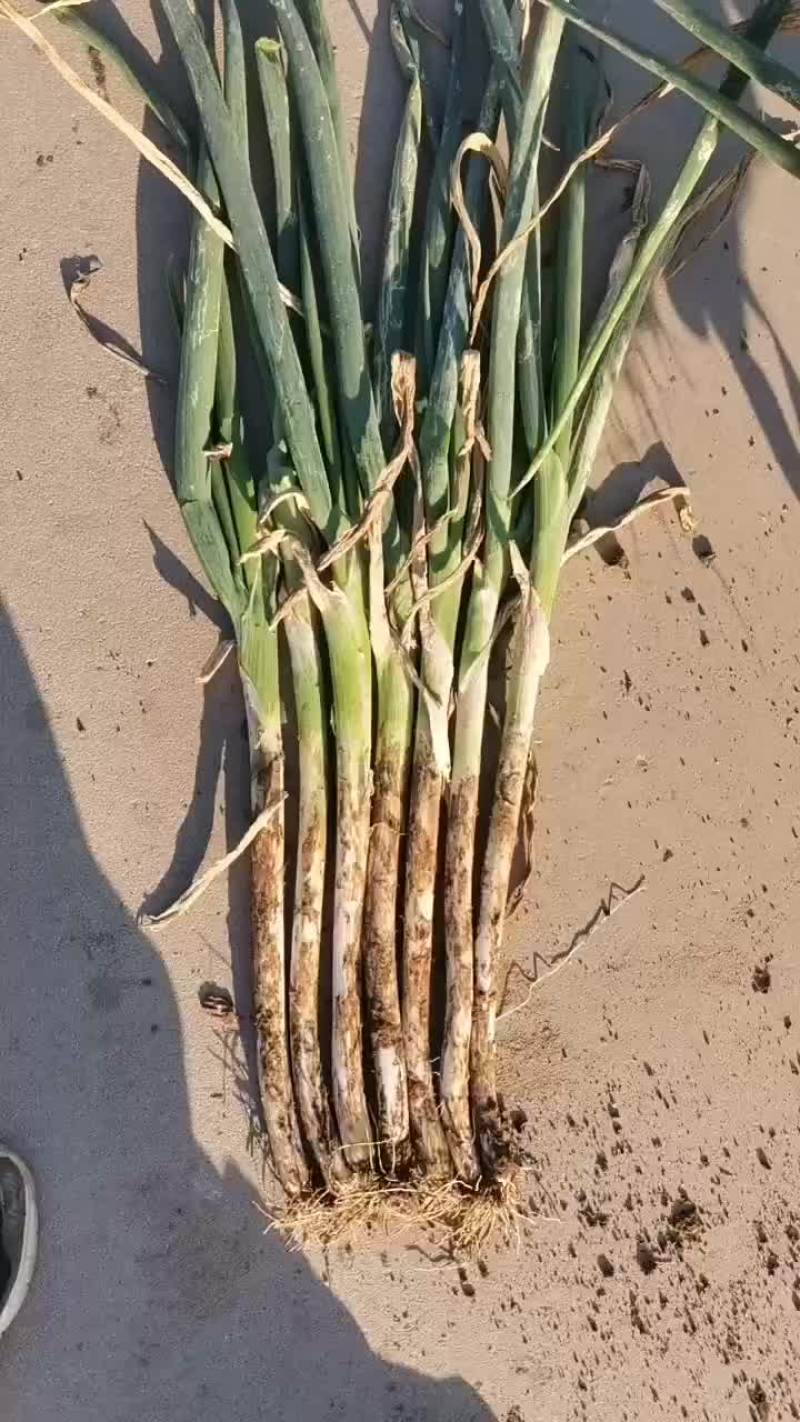 河北大葱