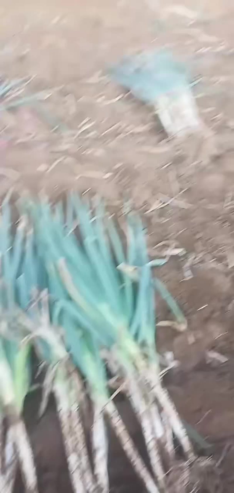 河北大葱