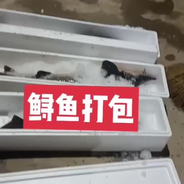 鸭嘴鱼