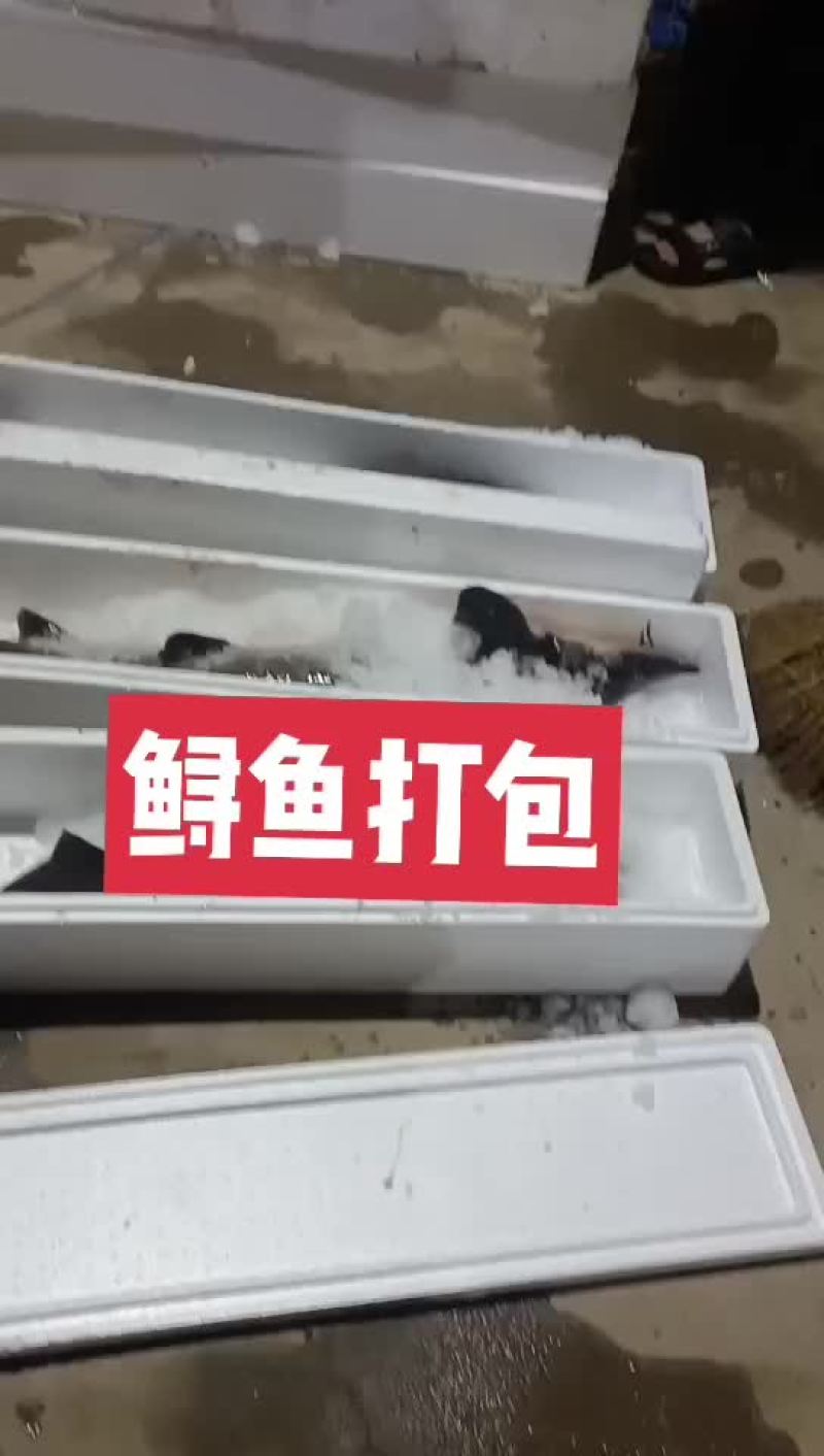 鸭嘴鱼