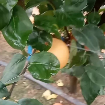 小秋月梨大量现货