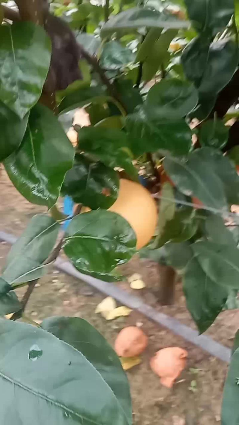 小秋月梨大量现货