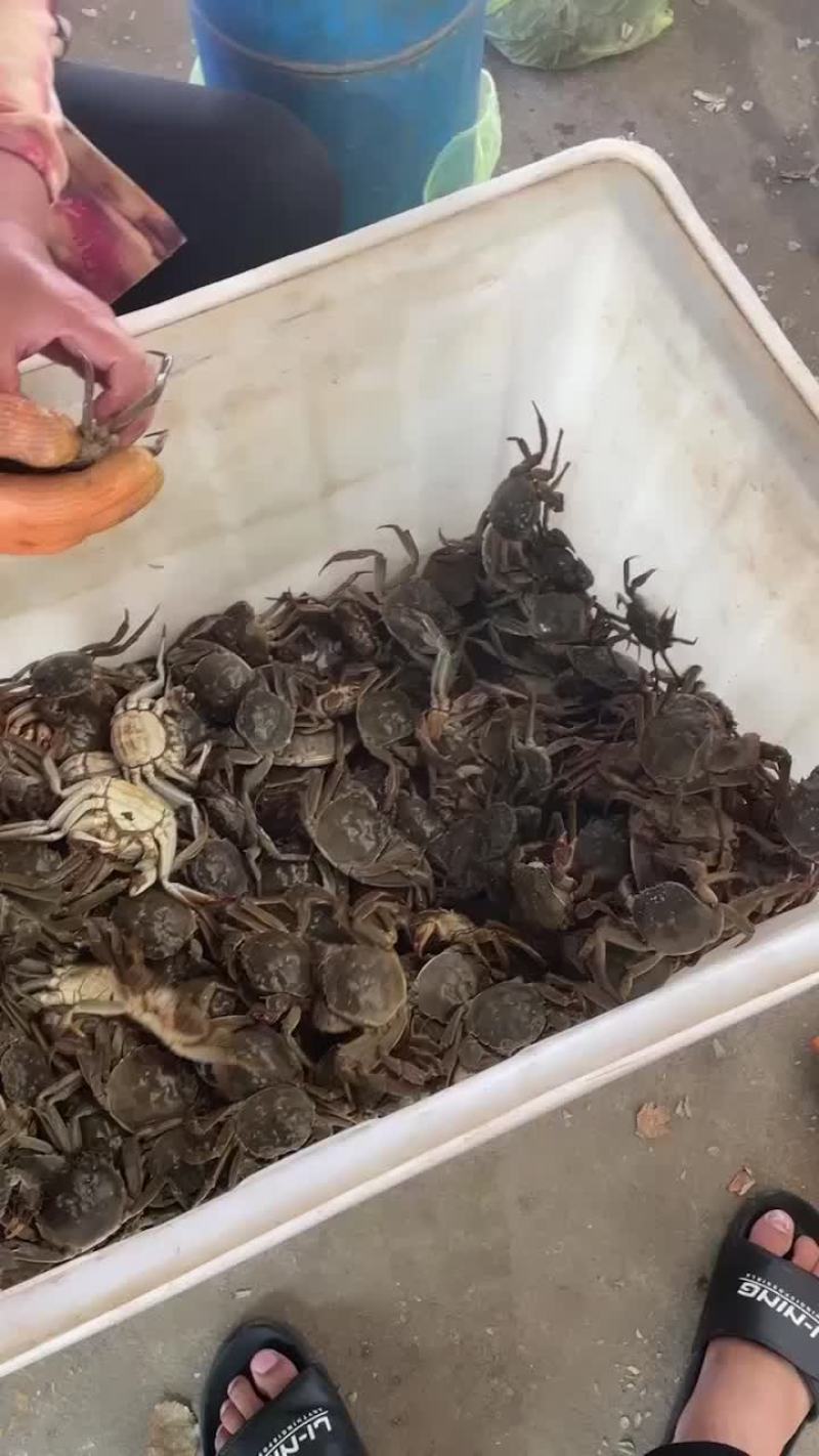 微山湖大闸蟹