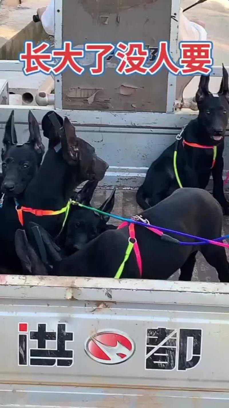 精品黑狼犬