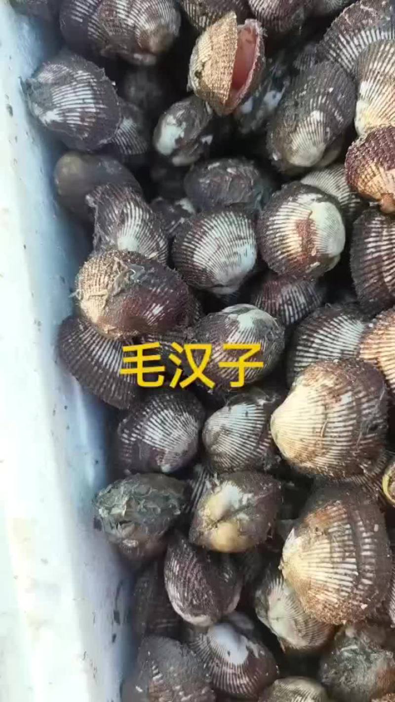 毛汉子，赤贝